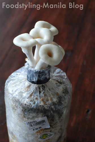 Mushroom fruiting sales bag philippines