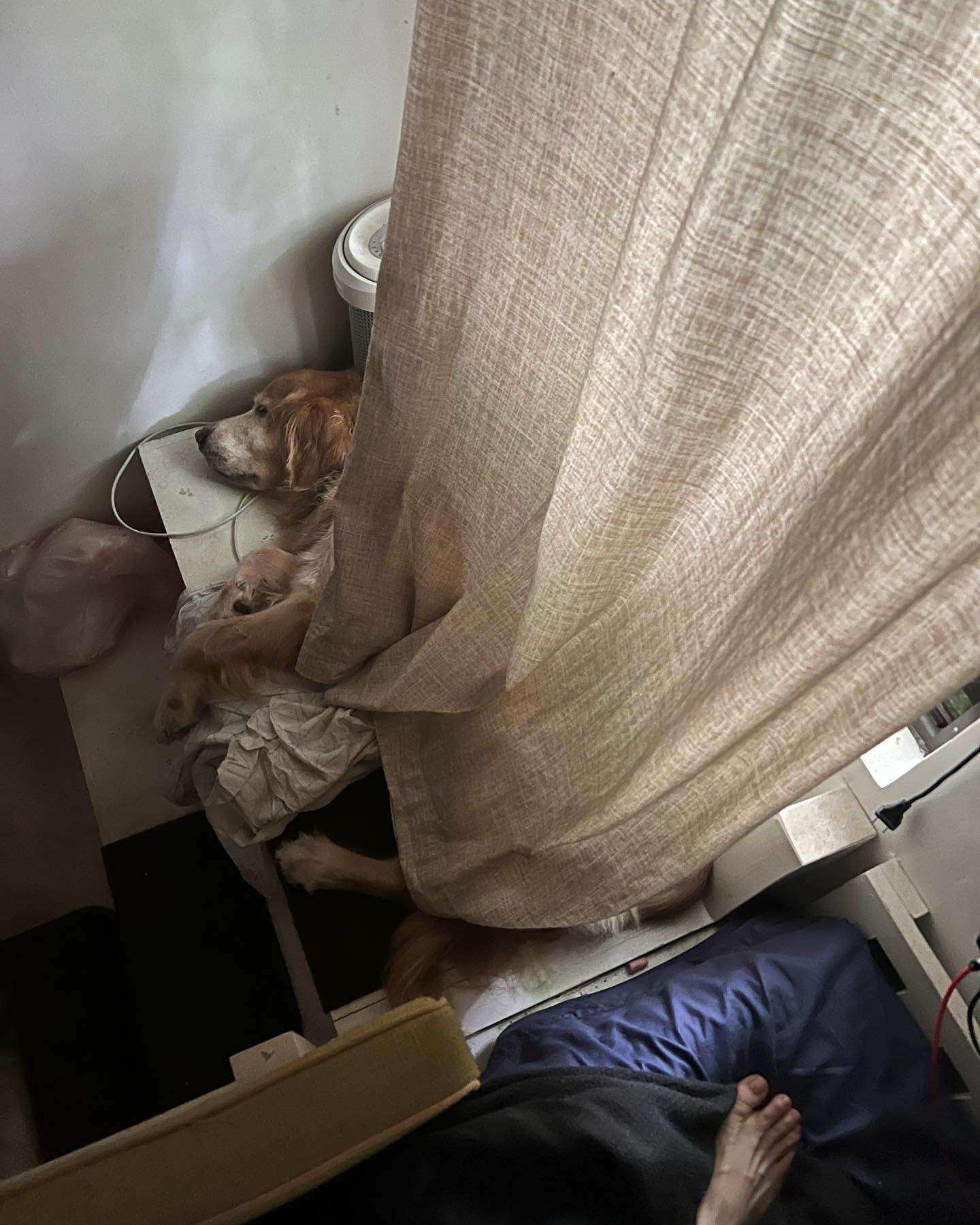 Found him like this earlier. I think he misses sleeping beside me on the bed and he probably got scared of the rain this morning. He copies our cat by trying to hide behind the curtains when he gets scared. 🥺#mrjackthegr #goldenretriever